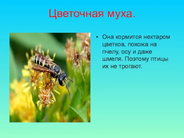 Цветочная муха. Она кормится нектаром цветков, похожа на пчелу, осу и