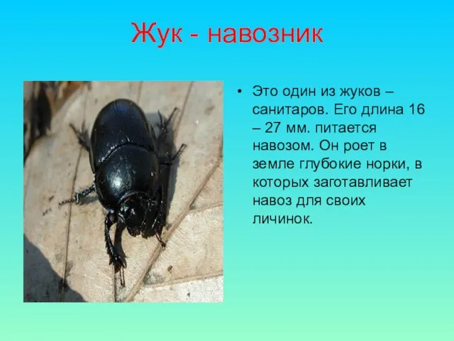 Жук - навозник Это один из жуков – санитаров. Его длина
