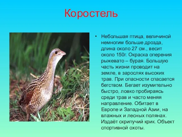 Коростель Небольшая птица, величиной немногим больше дрозда, длина около 27 см.,