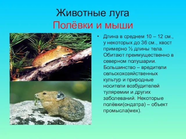 Животные луга Полёвки и мыши Длина в среднем 10 – 12
