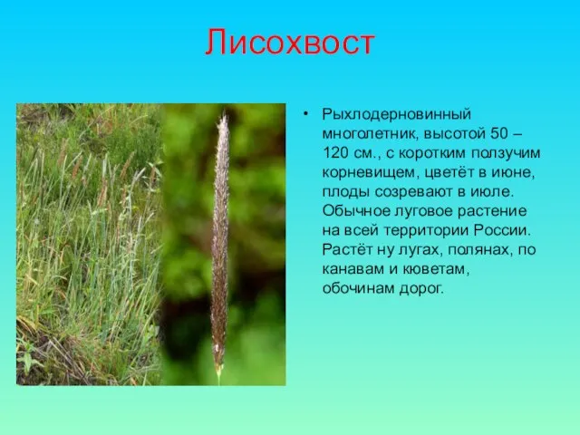 Лисохвост Рыхлодерновинный многолетник, высотой 50 – 120 см., с коротким ползучим