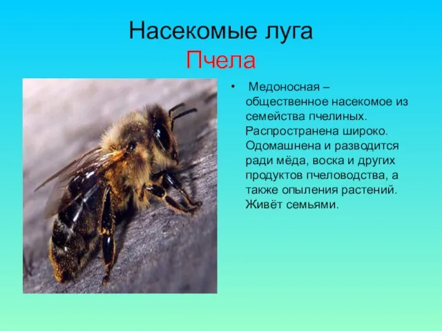 Насекомые луга Пчела Медоносная – общественное насекомое из семейства пчелиных. Распространена