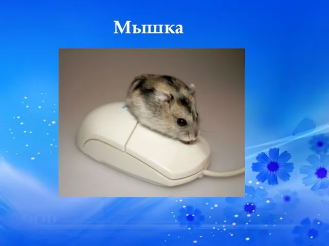 Мышка