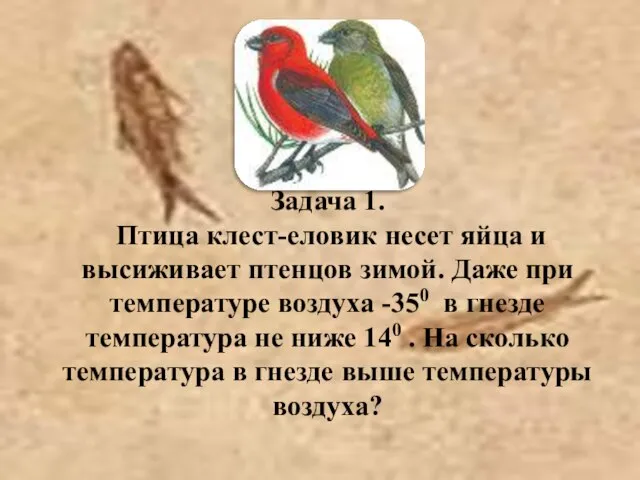 Задача 1. Птица клест-еловик несет яйца и высиживает птенцов зимой. Даже