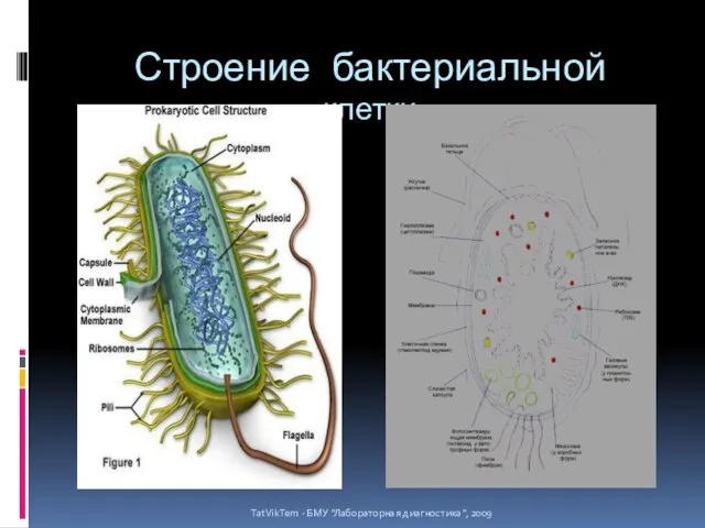 Строение бактериальной клетки TatVikTem - БМУ "Лабораторная диагностика", 2009