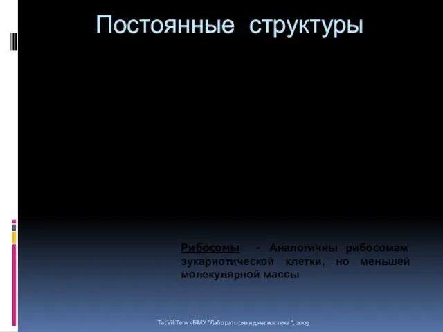 Постоянные структуры TatVikTem - БМУ "Лабораторная диагностика", 2009 Нуклеоид - циркулярно