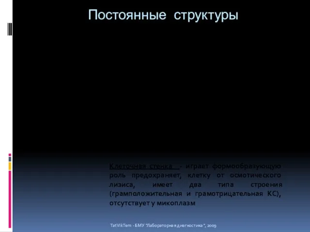 Постоянные структуры TatVikTem - БМУ "Лабораторная диагностика", 2009 Цитоплазматическая мембрана -