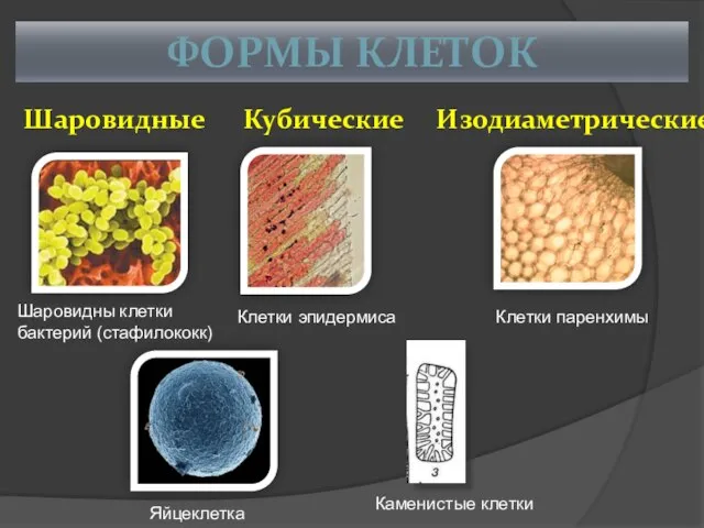 ФОРМЫ КЛЕТОК Шаровидные Кубические Изодиаметрические Шаровидны клетки бактерий (стафилококк) Яйцеклетка Клетки эпидермиса Клетки паренхимы Каменистые клетки