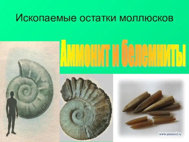 Ископаемые остатки моллюсков Аммонит и белемниты