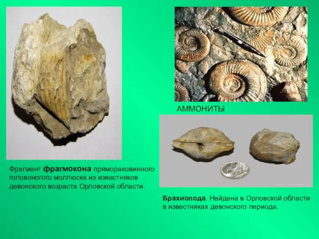 АММОНИТЫ Фрагмент фрагмокона прямораковинного головоногого моллюска из известняков девонского возраста Орловской