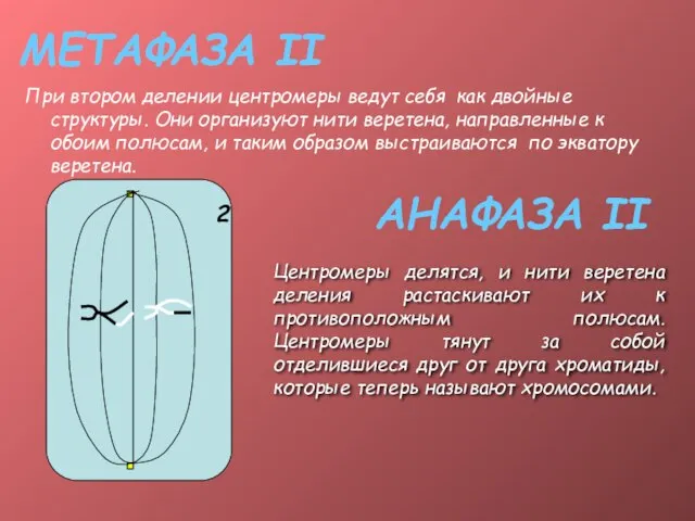 МЕТАФАЗА II При втором делении центромеры ведут себя как двойные структуры.