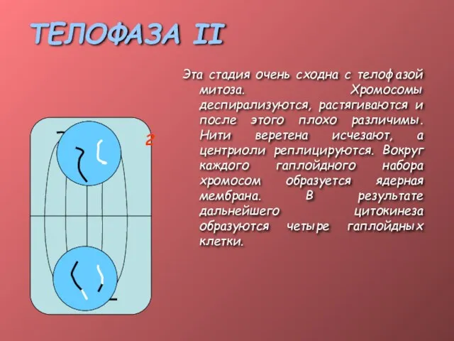 ТЕЛОФАЗА II Эта стадия очень сходна с телофазой митоза. Хромосомы деспирализуются,