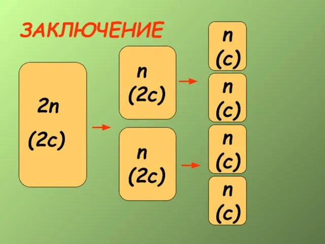 ЗАКЛЮЧЕНИЕ 2n (2c) n (2c) 2n (2c) n (2c) n (c)