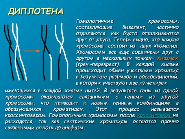 ДИПЛОТЕНА Гомологичные хромосомы, составляющие бивалент, частично отделяются, как будто отталкиваются друг