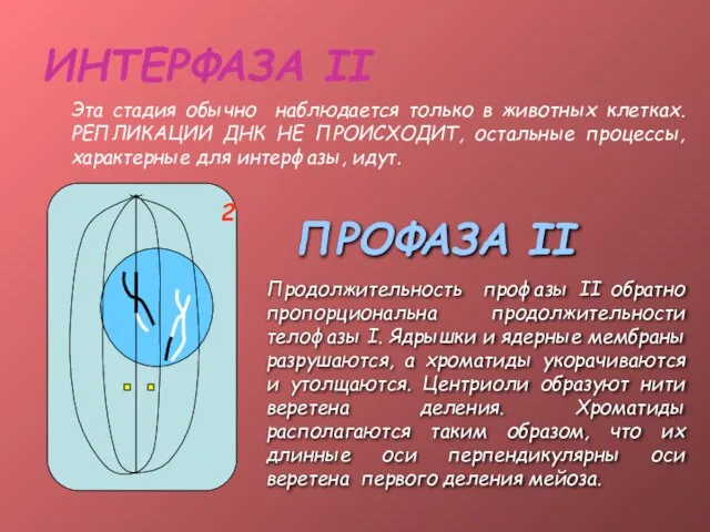 ИНТЕРФАЗА II Эта стадия обычно наблюдается только в животных клетках. РЕПЛИКАЦИИ