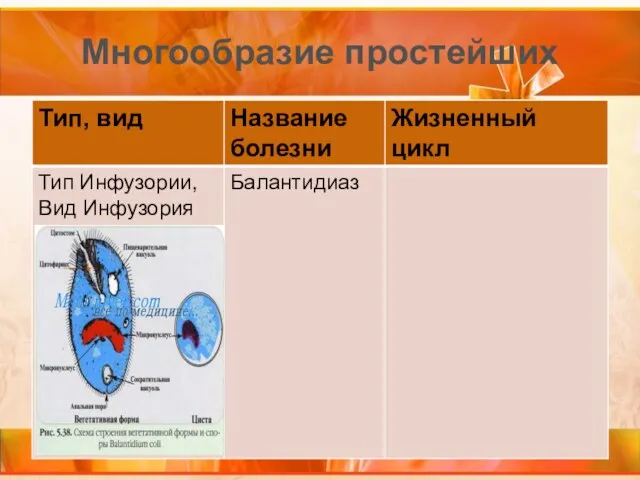 Многообразие простейших