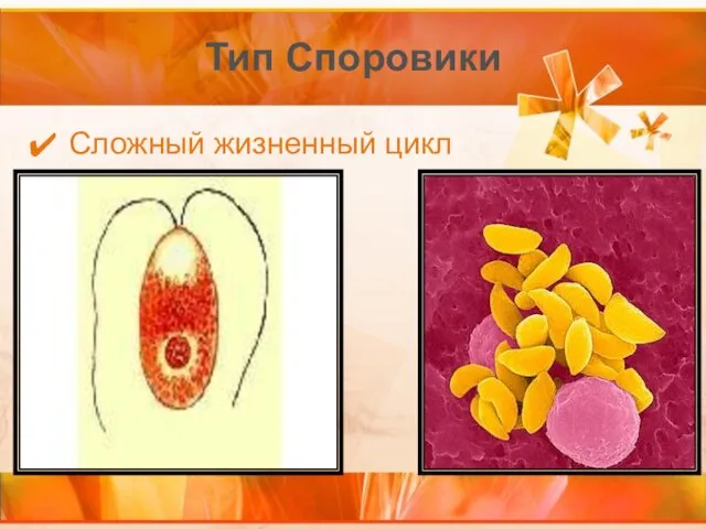 Тип Споровики Сложный жизненный цикл