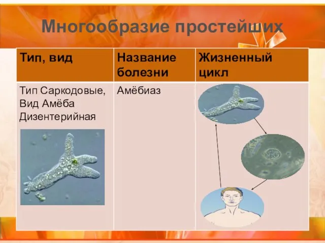 Многообразие простейших