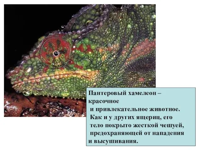 Пантеровый хамелеон – красочное и привлекательное животное. Как и у других