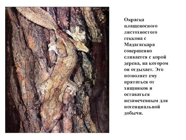 Окраска плащеносного листохвостого геккона с Мадагаскара совершенно сливается с корой дерева,