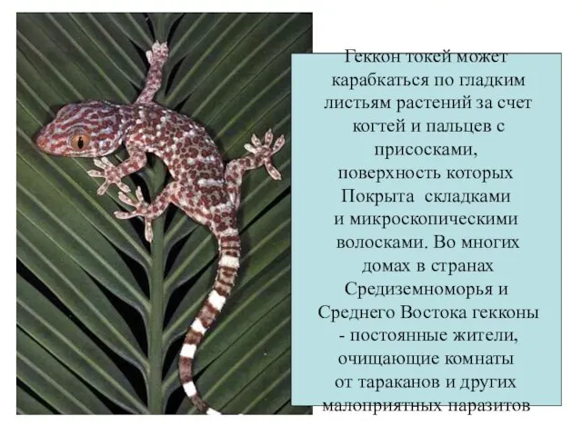 Геккон токей может карабкаться по гладким листьям растений за счет когтей