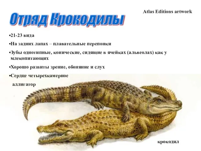 Отряд Крокодилы крокодил Atlas Editions artwork аллигатор 21-23 вида На задних