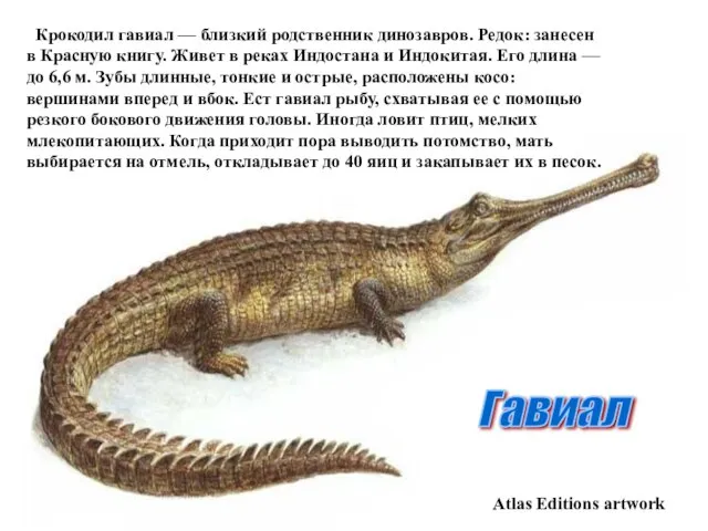 Atlas Editions artwork Гавиал Крокодил гавиал — близкий родственник динозавров. Редок: