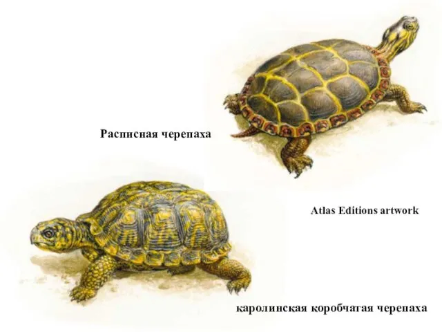 каролинская коробчатая черепаха Расписная черепаха Atlas Editions artwork