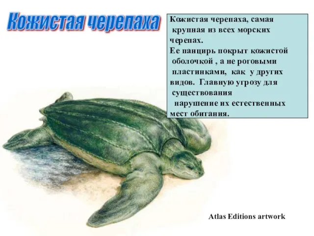 Кожистая черепаха Кожистая черепаха, самая крупная из всех морских черепах. Ее