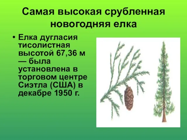 Самая высокая срубленная новогодняя елка Елка дугласия тисолистная высотой 67,36 м