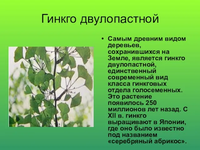 Гинкго двулопастной Самым древним видом деревьев, сохранившихся на Земле, является гинкго