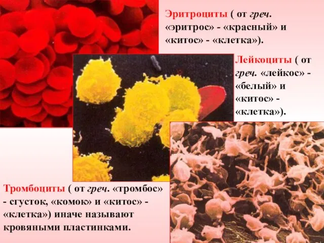 Эритроциты ( от греч. «эритрос» - «красный» и «китос» - «клетка»).