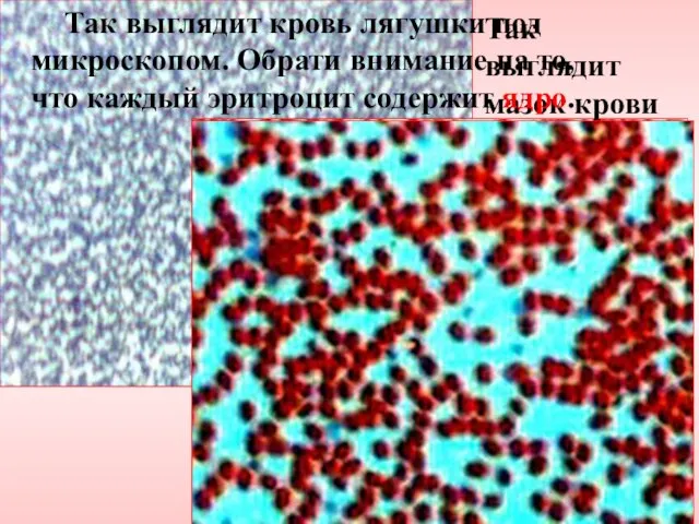 Так выглядит мазок крови при взятии у тебя анализа. Так выглядит