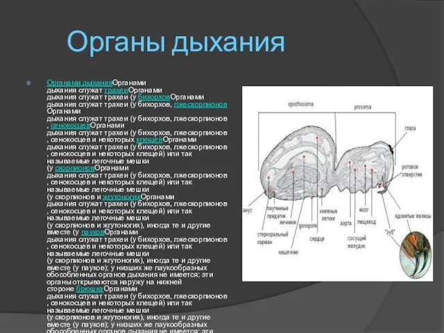 Органы дыхания Органами дыханияОрганами дыхания служат трахеиОрганами дыхания служат трахеи (у