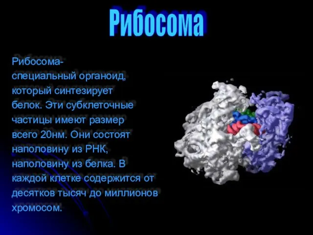 Рибосома- специальный органоид, который синтезирует белок. Эти субклеточные частицы имеют размер