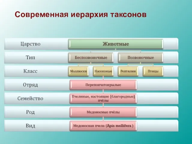 Cовременная иерархия таксонов