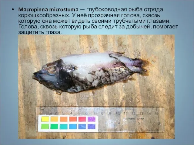 Macropinna microstoma — глубоководная рыба отряда корюшкообразных. У неё прозрачная голова,