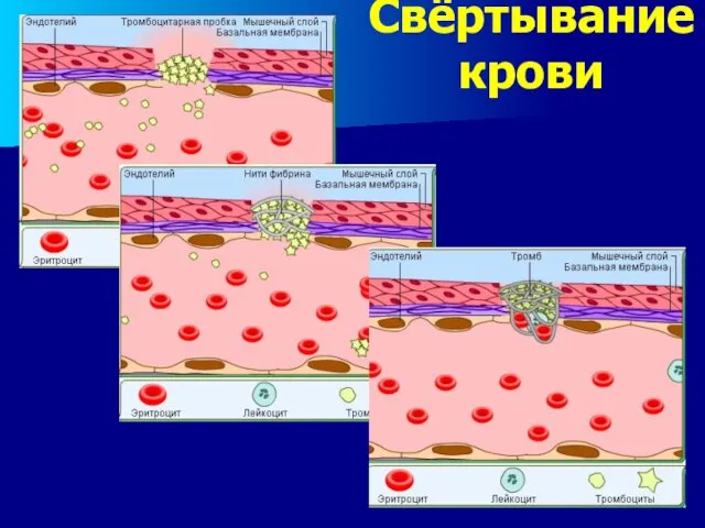 Свёртывание крови