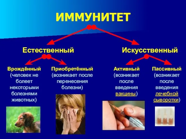 ИММУНИТЕТ Естественный Врождённый (человек не болеет некоторыми болезнями животных) Приобретённый (возникает