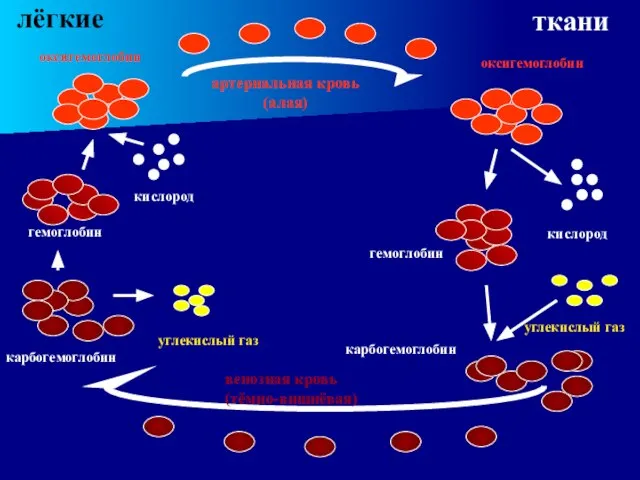 гемоглобин кислород гемоглобин оксигемоглобин оксигемоглобин кислород карбогемоглобин карбогемоглобин углекислый газ углекислый