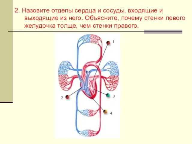 2. Назовите отделы сердца и сосуды, входящие и выходящие из него.