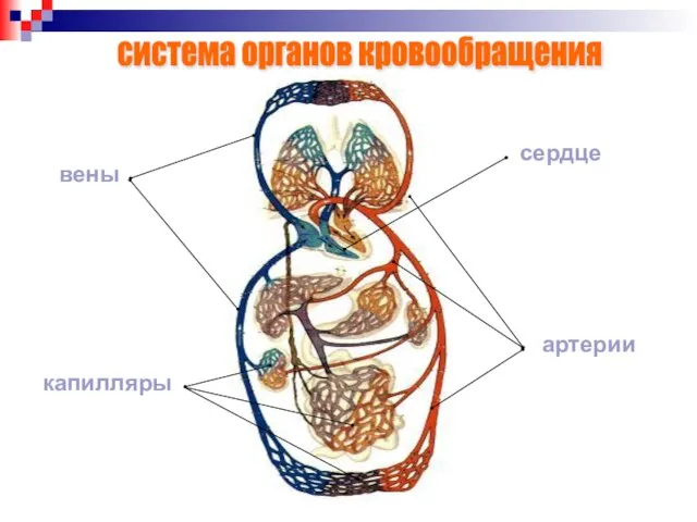 система органов кровообращения сердце артерии вены капилляры