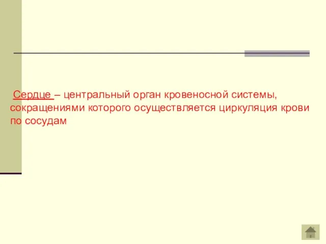 Сердце – центральный орган кровеносной системы, сокращениями которого осущест­вляется циркуляция крови по сосудам