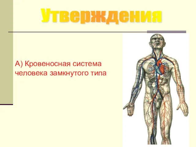 Утверждения А) Кровеносная система человека замкнутого типа