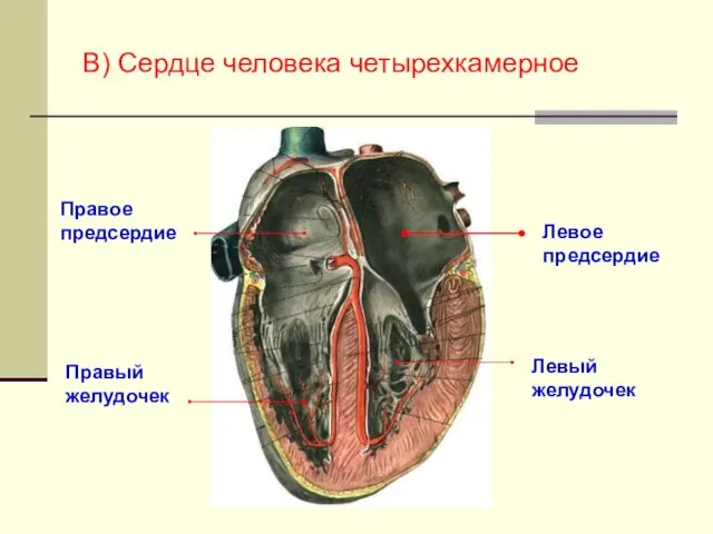 В) Сердце человека четырехкамерное Левое предсердие Левый желудочек Правое предсердие Правый желудочек