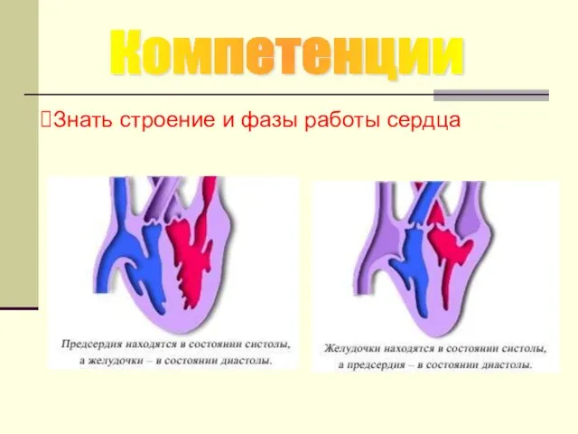 Знать строение и фазы работы сердца Компетенции