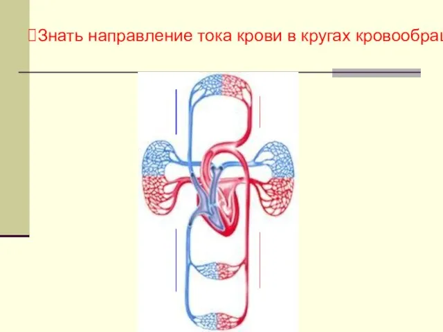 Знать направление тока крови в кругах кровообращения