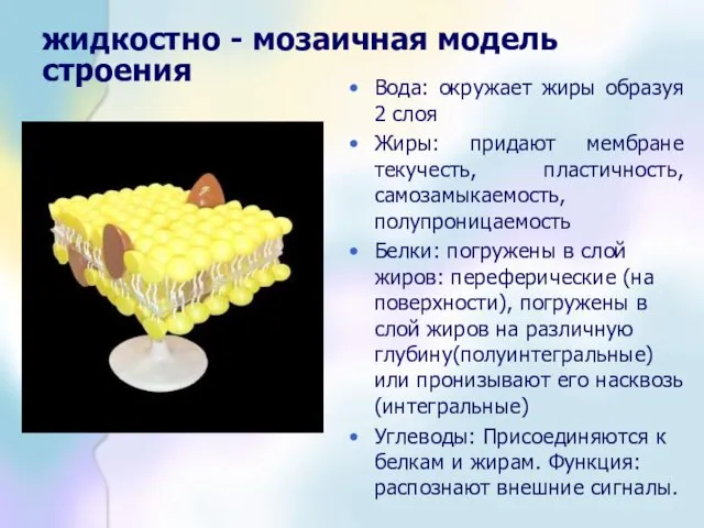 жидкостно - мозаичная модель строения Вода: окружает жиры образуя 2 слоя