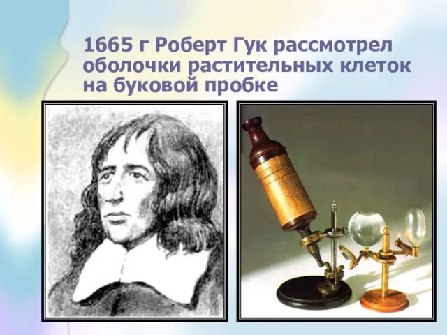1665 г Роберт Гук рассмотрел оболочки растительных клеток на буковой пробке