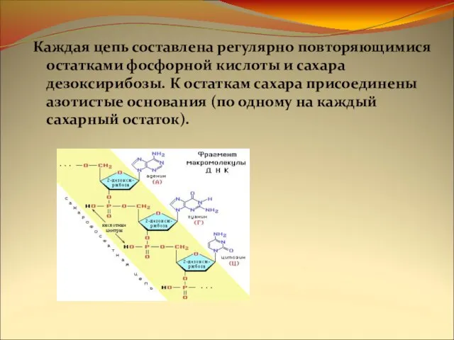 Каждая цепь составлена регулярно повторяющимися остатками фосфорной кислоты и сахара дезоксирибозы.